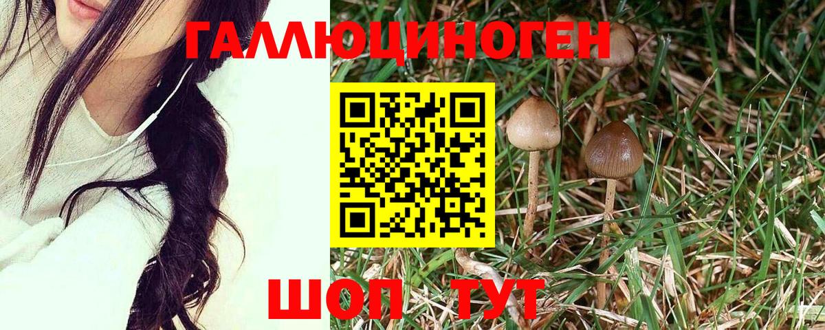 Красногорск  Псилоцибиновые грибы Psilocybe  Вход с VPN 